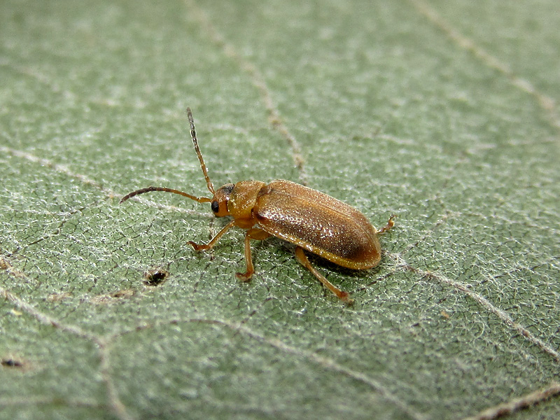 Chrysomelidae - Galerucinae ?? S, Galerucella sp.